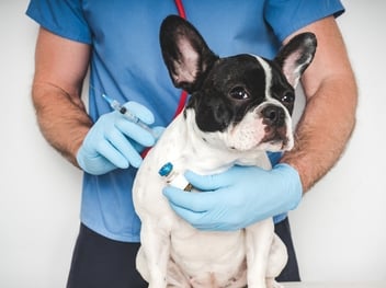 vets-on-demand-are-redefining-the-future-of-pet-healthcare