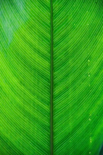 Cannabis leaf