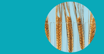 why-climate-resilient-crops-face-global-hurdles